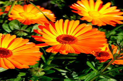 Calendula